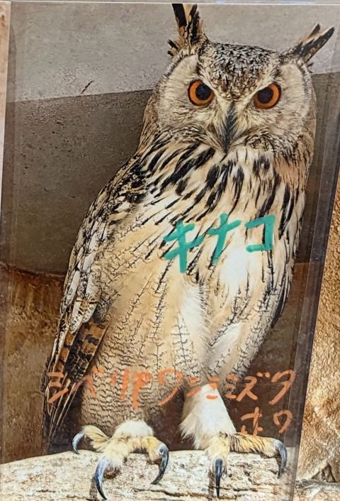 福岡県福岡市中央区今泉にある「ふくろうカフェ天神」にいるシベリアワシミミズクのキナコ